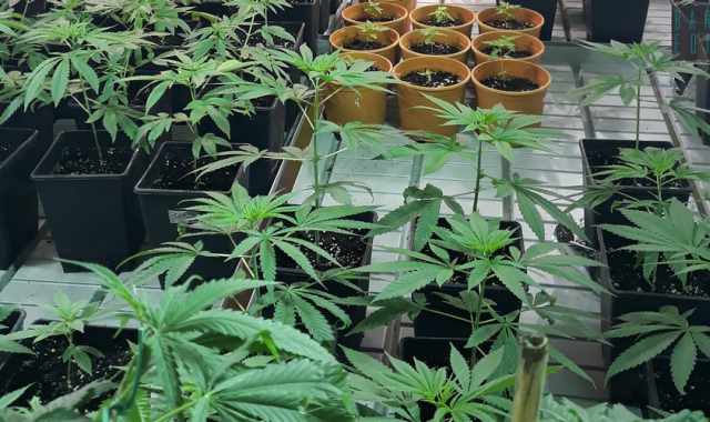 Da quella "light" alla terapeutica: viaggio nel business della cannabis legale 